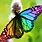 A Rainbow Butterfly