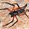 A Scorpion Spider
