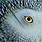 African Grey Parrot Eyes