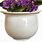 African Violet in Clay Pots