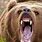 Aggressive Grizzly Bear