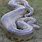 Anaconda Largest World Biggest Snake