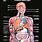 Anatomy Human Body Systems Chart