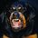 Angry Rottweiler Dog