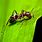 Ant On a Leaf