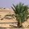 Arabian Desert Plants
