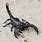 Are Scorpions Insects