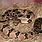 Arizona Baby Rattlesnake