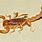 Arizona Scorpions Species