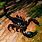Arthropods Scorpion