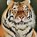 Asian Tiger Painting