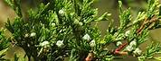 Atlantic White Cedar Evergreen
