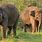Australia Zoo Elephants