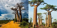 Avenue of Baobabs Location