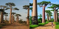 Avenue of Baobabs Wallpaper