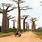Avenue of the Baobabs Madagascar Fruit