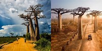 Avenue of the Baobabs Madagascar How Old