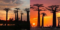 Avenue of the Baobabs Sunset