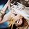 Avril Lavigne Head above Water Photo Shoot