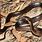 Baby Brown Tree Snake