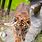 Baby Sumatran Tiger