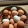 Backyard Chicken Eggs