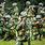 Bangladesh Army Pic
