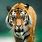 Bangladesh Tiger