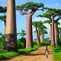 Baobab Avenue Madagascar 4K