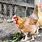 Barn Yard Chickens