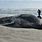Beached Humpback Whale