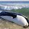 Beached Killer Whale