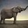 Beautiful Elephant Pictures