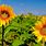 Beautiful Sunflower Wallpaper