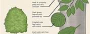 Beech Tree Leaf Identification Chart