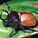 Beetle the Bug