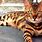 Bengal Tiger Cat Breed