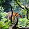 Bengal Tiger Rainforest