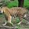 Bengal Tiger Zoo