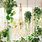 Best Indoor Hanging Plants
