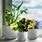 Best Indoor Potted Plants