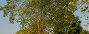 Betula Nigra River Birch Tree