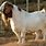 Big Boer Goats