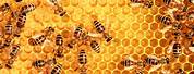 Bijenkorf Honing