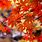 Bing Images Fall Leaves