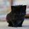 Black Cat Cute Animals