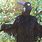 Black Crow Costume