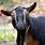 Black Nigerian Dwarf Goat
