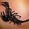 Black Scorpion Tattoo Designs