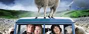 Black Sheep Horror Movie DVD